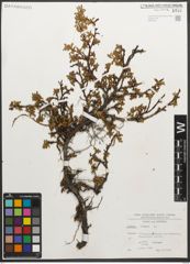 Foto von Salix retusa L.